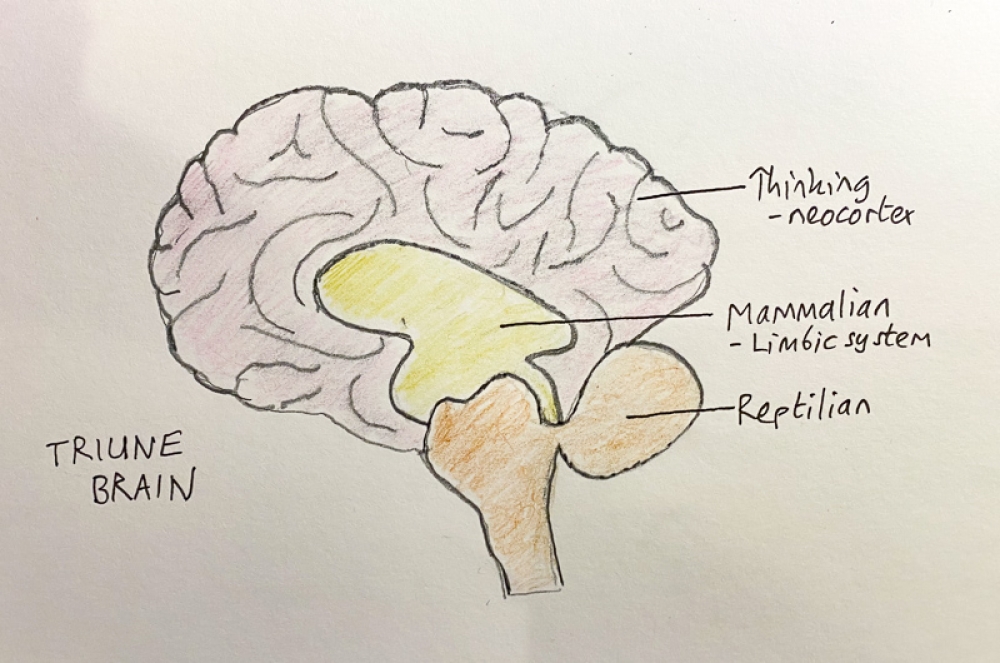 DUYGULAR &ndash; DUYGUSAL ZEKA - RASYONEL D&Uuml;Ş&Uuml;NME